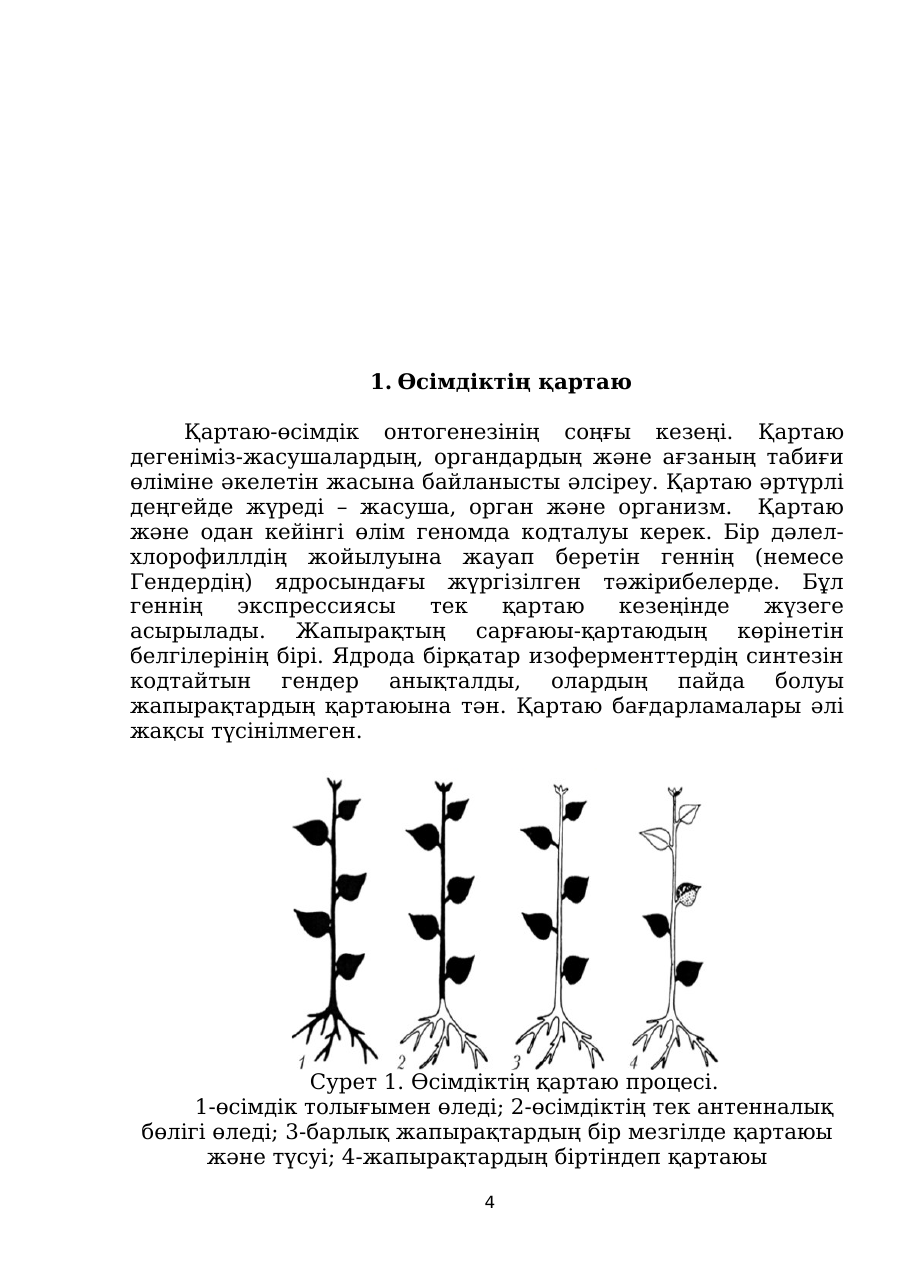 4-бет